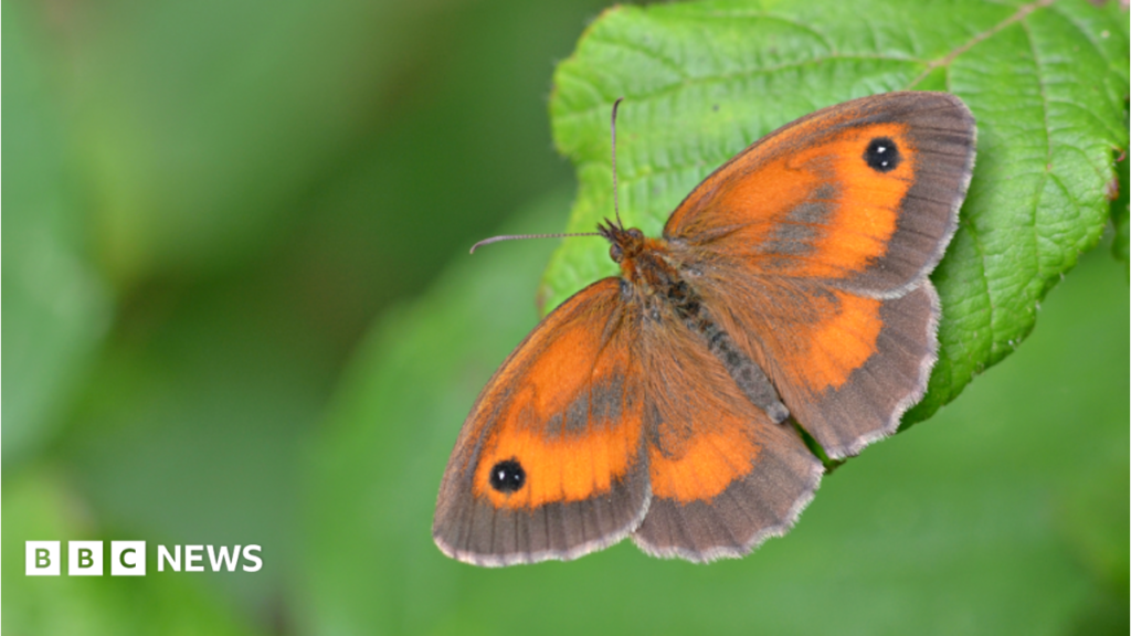 Hot and dry weather could lead to butterfly population crash 13 Hot and dry weather could lead to butterfly 'population crash'