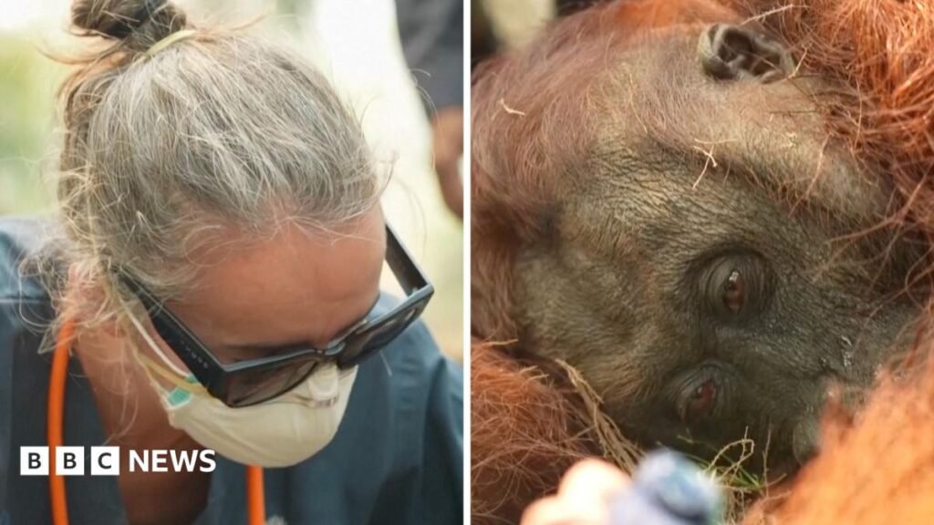 Orangutans in danger as wildfires blaze through Indonesia 4 Orangutans in danger as wildfires blaze through Indonesia