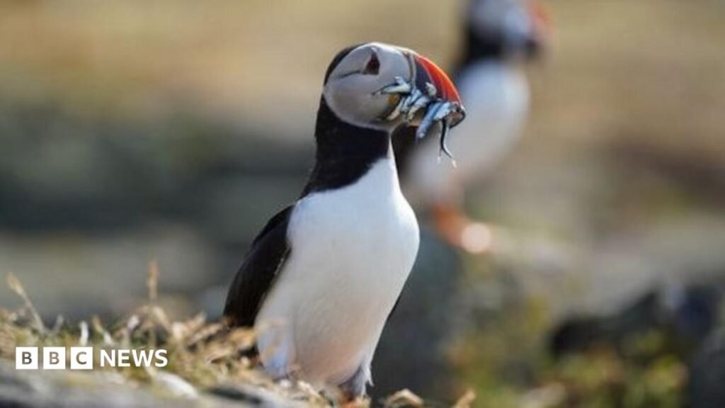 Isle of May puffin numbers plummet after extreme weather 12 Isle of May puffin numbers plummet after extreme weather