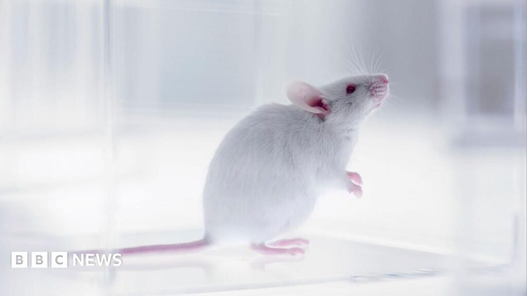 Part-human part-mouse brain developed in science breakthrough 15 Part-human part-mouse brain developed in science breakthrough