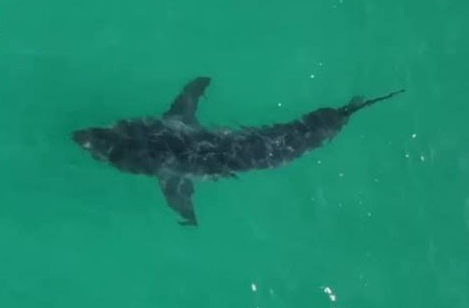 Super El Niño Brings 16-Foot Whale Shark Near California Coast 28 shark d
