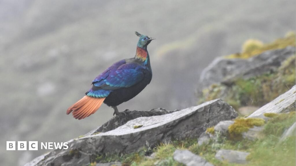 A beautiful Himalayan bird is changing its voice due to human activity, research shows 15 A beautiful Himalayan bird is changing its voice due to human activity, research shows