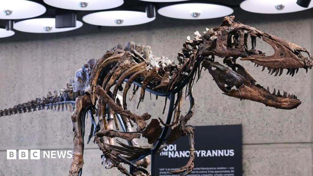 Nanotyrannus: Dinosaur skeleton sells for $47.3m in New York auction 13 Nanotyrannus: Dinosaur skeleton sells for $47.3m in New York auction