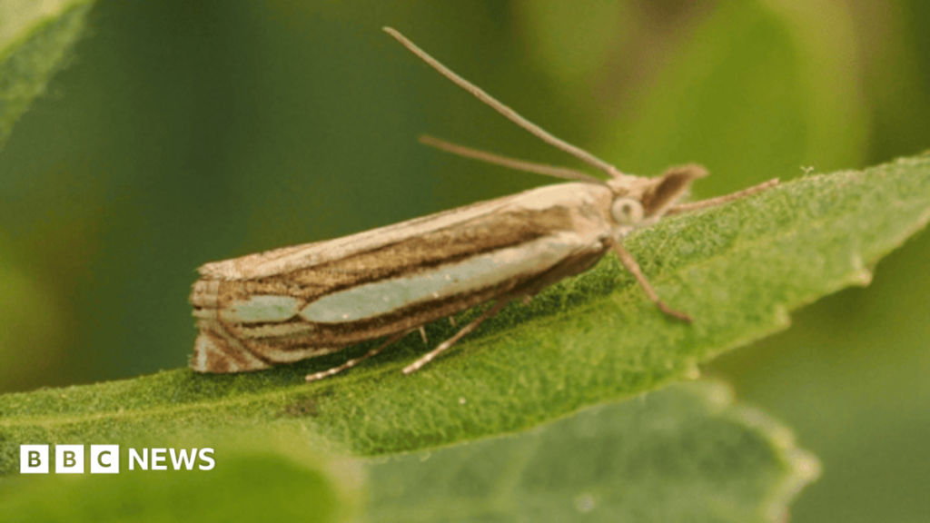 Rare Bog Grass Moth species found in Gwynedd nature reserve 14 Rare Bog Grass Moth species found in Gwynedd nature reserve