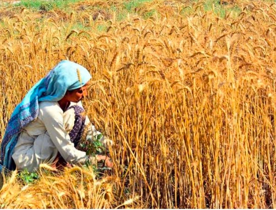 Kasur Administration Steps Up Efforts to Meet Wheat Cultivation Target 3 IMG 20261023 WA2337