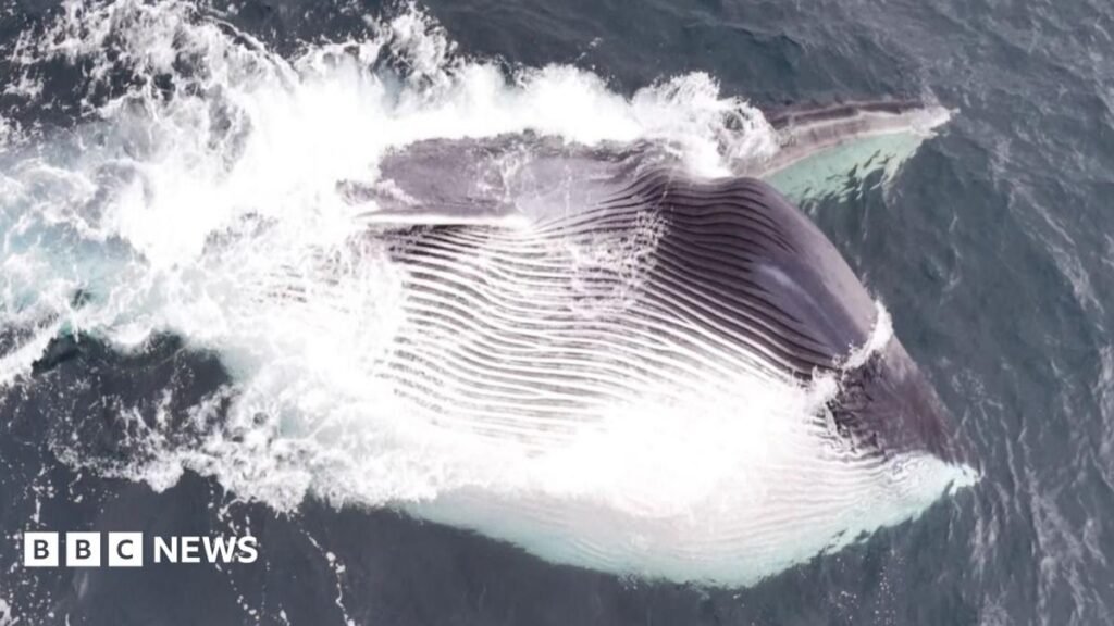Moment giant fin whale caught feeding on off Pembrokeshire coast 13 Moment giant fin whale caught feeding on off Pembrokeshire coast