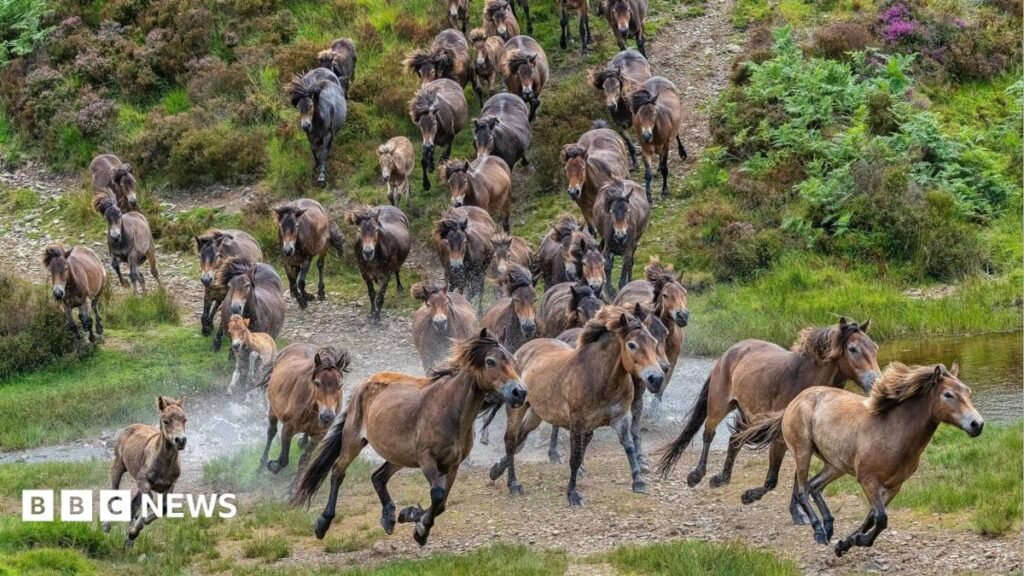 Exmoor pony herd gathering raises money for air ambulance 14 Exmoor pony herd gathering raises money for air ambulance