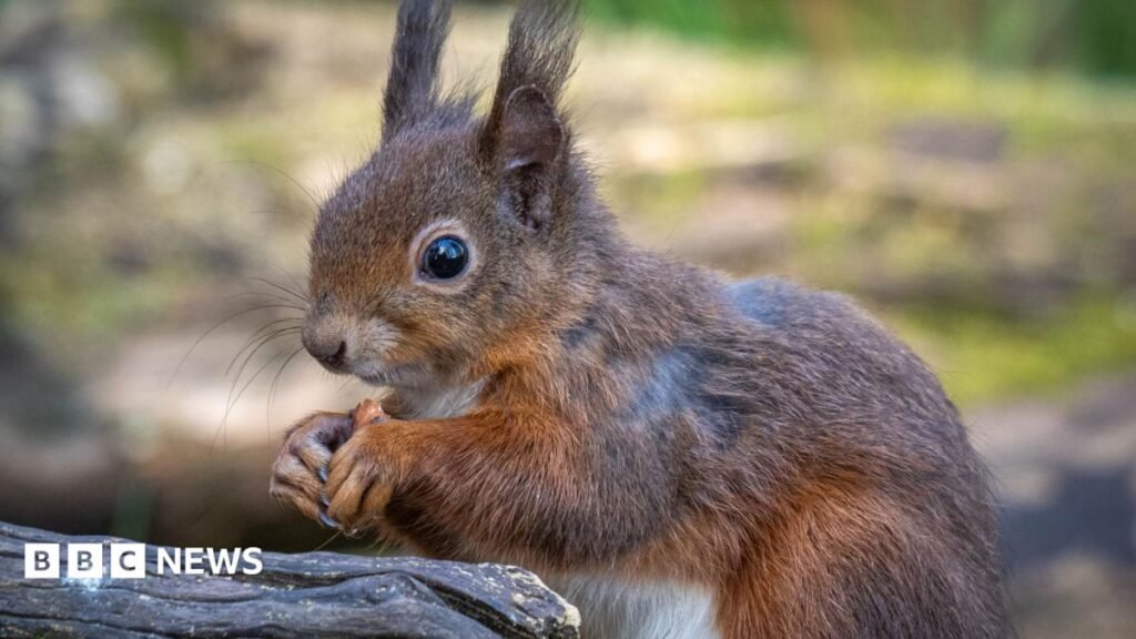 Red squirrel project opens £250k community grant 14 Red squirrel project opens £250k community grant