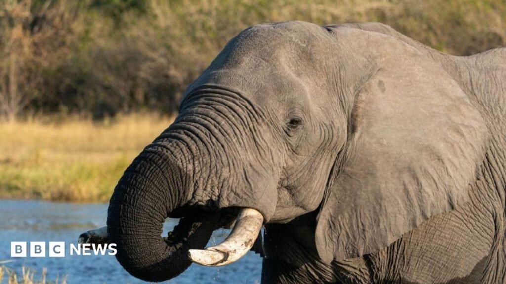 Botswana condemned for slaughtering elephants for independence celebrations 25 Botswana condemned for slaughtering elephants for independence celebrations